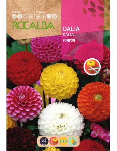 Bulb de dalia a granel Rocalba (unitat)