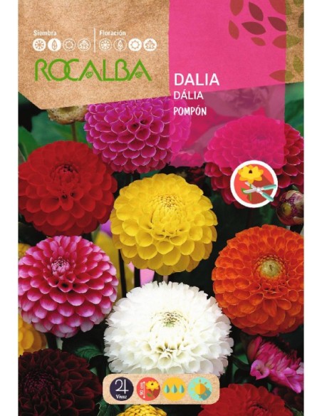 Bulb de dalia a granel Rocalba (unitat)