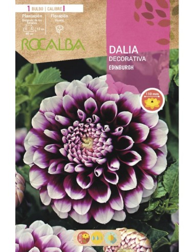 Bulb de dalia a granel Rocalba (unitat)