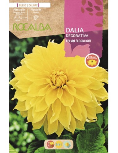Bulb de dalia a granel Rocalba (unitat)