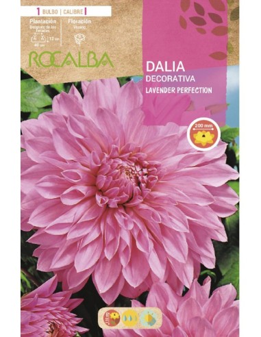 Bulb de dalia a granel Rocalba (unitat)