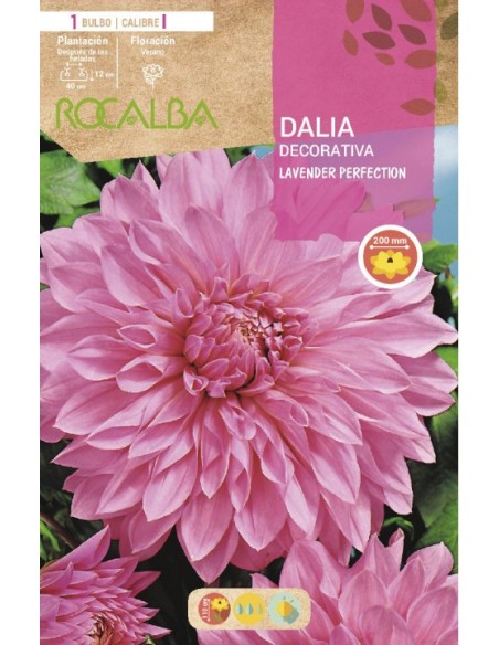 Bulb de dalia a granel Rocalba (unitat)
