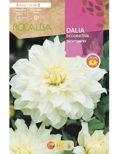Bulbo de dalia