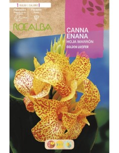 Bulb de canna nana groga Rocalba (unitat)