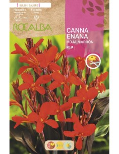 Bulb de canna nana groga Rocalba (unitat) 2