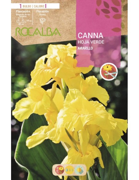 Bulbo de canna a granel Rocalba (unidad)