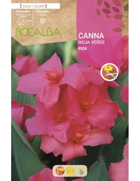 Bulbo de canna a granel Rocalba (unidad)
