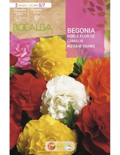 Bulbe de bégonia double