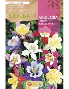 Bulb d'Aquilegia Rocalba (bossa 3 unitats)