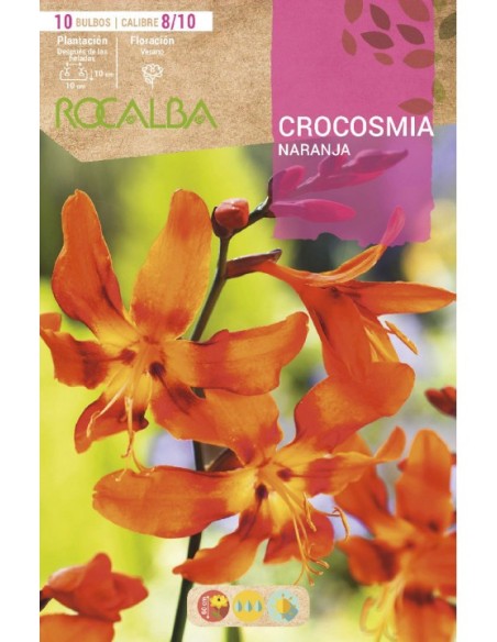 Bulb de Crocosma carbassa (25 unitats) Rocalba
