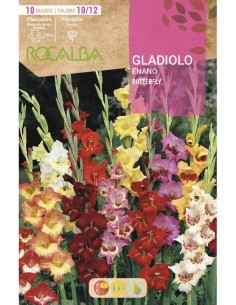 Bulbo de gladiolo enano butterfly (bolsa 10 unidades)
