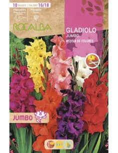Bulb de gladiol Jumbo (bossa 10 unitats)