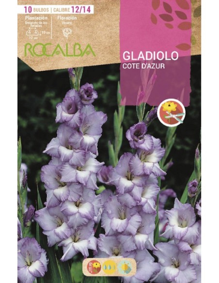 Bulb de gladiol