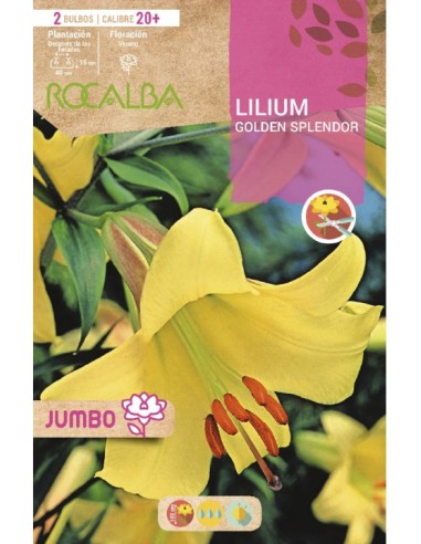 Bulb de lilium Jumbo blanc (bossa 2 unitats)