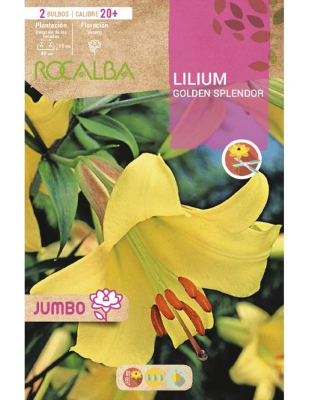 Bulbo de canna a granel Rocalba (unidad)