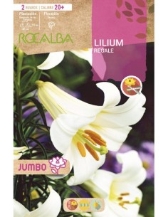 Bulbo de canna a granel Rocalba (unidad)