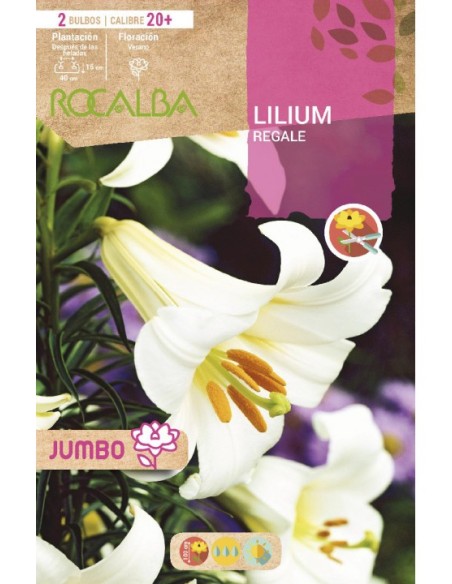 Bulbo de canna a granel Rocalba (unidad)