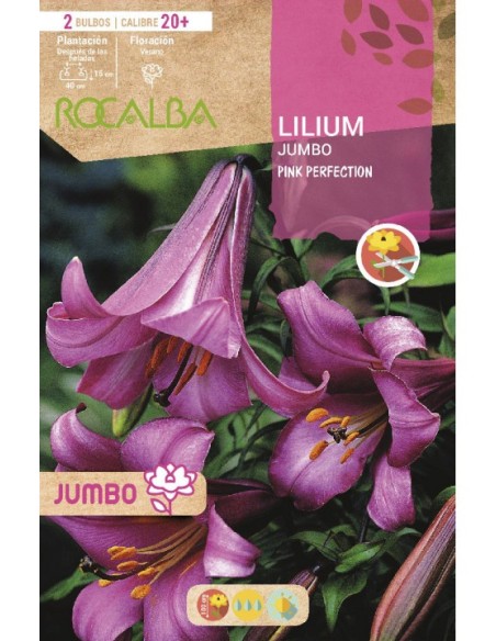 Bulb de lilium Jumbo blanc (bossa 2 unitats)