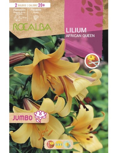 Bulb de lilium Jumbo blanc (bossa 2 unitats)