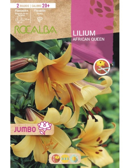 Bulbo de canna a granel Rocalba (unidad)
