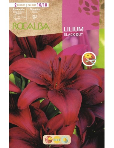 Bulbo de lilium en Germigarden