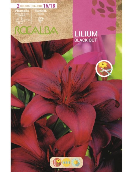 Bulbo de lilium en Germigarden