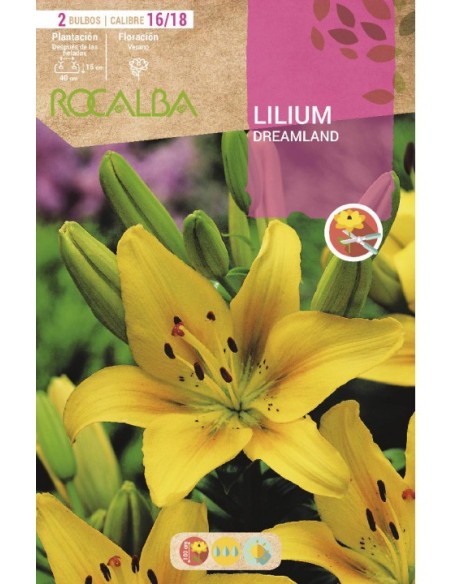 Bulb de lilium