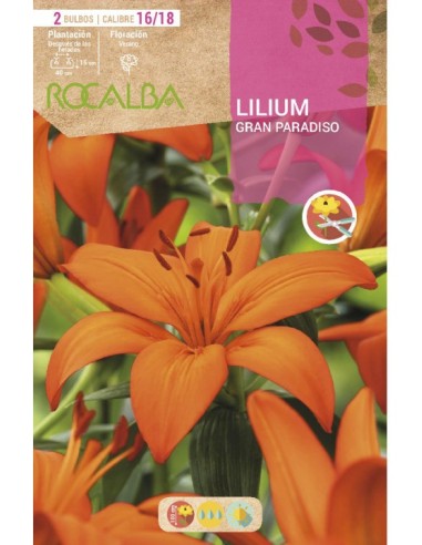 Bulbo de lilium en Germigarden
