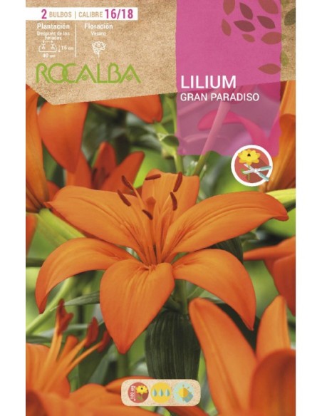 Bulb de lilium