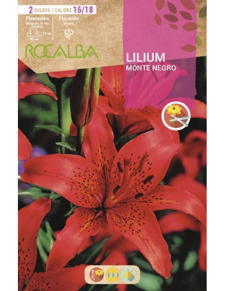Bulbo de lilium en Germigarden