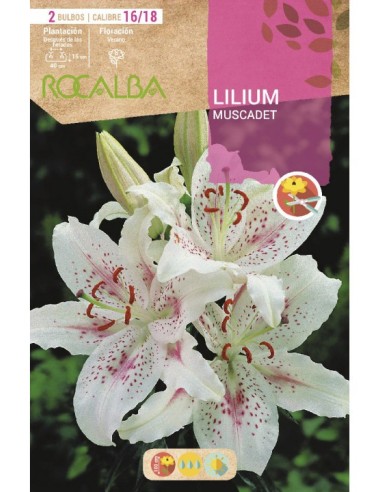 Bulbo de lilium en Germigarden