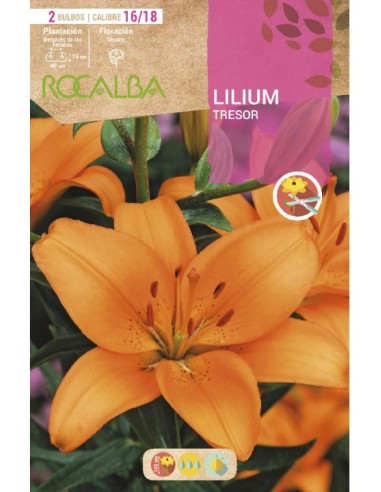 Bulbo de lilium en Germigarden