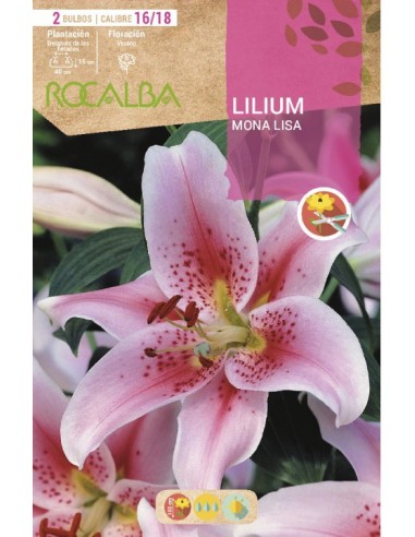 Bulbo de lilium en Germigarden