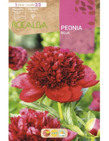 Bulb de peonia a Germigarden
