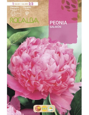 Bulb de peonia a Germigarden