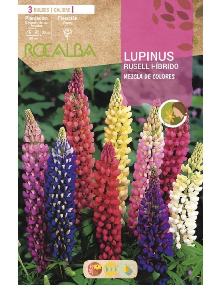Bulbo de Lupinus variado (3 unidades) Rocalba