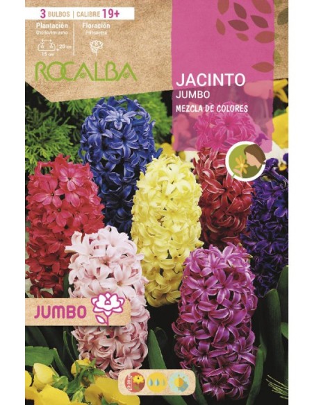 Bulbo de jacinto Jumbo variado (bolsa 3 unidades)