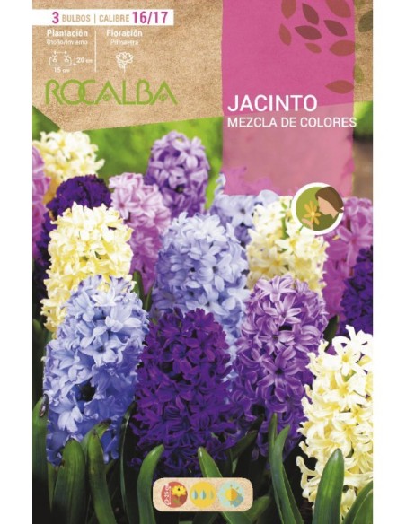 Bulbos de jacinto en Germigarden