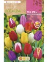 Bulbe de Tulipe