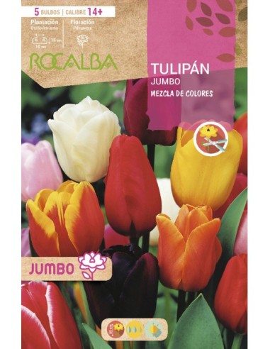 Bulb de tulipa Rembrandt variat (bossa 3 unitats)