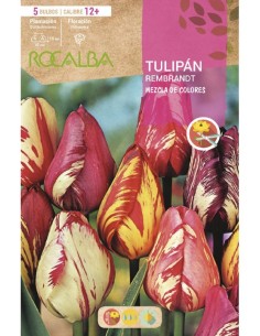 Bulbo de tulipán Rocalba (unidad)