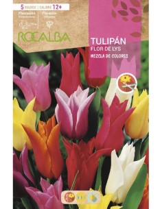 Bulb de tulipa flor de lys variat (bossa 3 unitats)