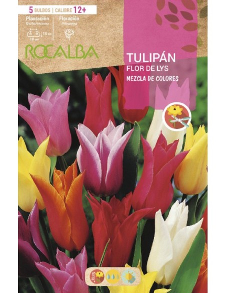 Bulbo de tulipán Rocalba (unidad)