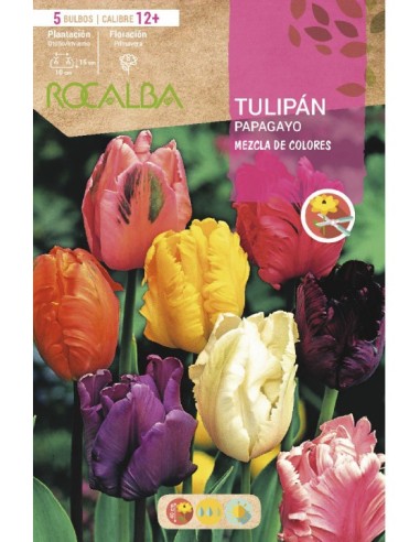 Bulb de tulipa papagaio variat (bossa 3 unitats)
