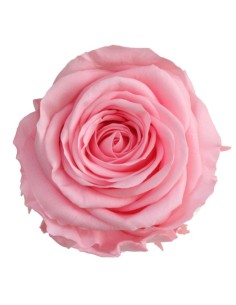 Rosa preservada Rosa