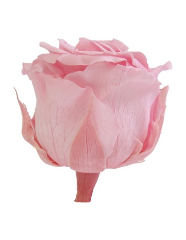 Rosa rosa conservada
