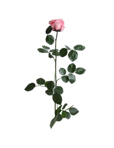 Rosa rosa conservada 2