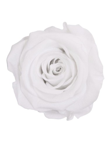 Rosa preservada Blanca