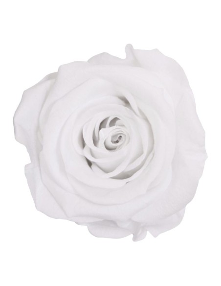 Rosa preservada Blanca