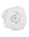 Rosa preservada Blanca
